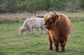 a brown Galloway bull with a long coat, horns and a nose ring stands in a green pasture in front of a white cattle