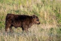 A brown Galloway cattle calf standing in a sunlit grass field