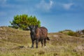 Brown Galloway cattle standing in national park De Muy in the Netherlands on island Texel