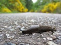 Brown Garden Slug Royalty Free Stock Photo