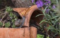 Brown garden snail in the garden