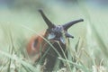 A brown garden snail in the grass.