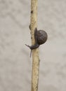 Garden snail crawling along a twig with light blurred background Royalty Free Stock Photo