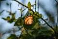 Brown Garden Snail on the leaf