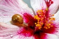 A brown garden snail on a pink Hibiscus flower Royalty Free Stock Photo