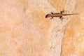 Brown gecko lizard sunbathing on the rocks