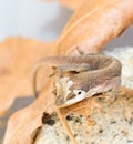 Brown gecko shedding skin Royalty Free Stock Photo