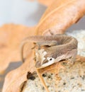 Brown gecko shedding skin