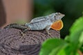 Brown Gecko Shedding Skin