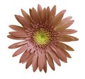 Flower Brown gerbera flower on white isolated background with clipping path. Closeup. no shadows. For design. Royalty Free Stock Photo