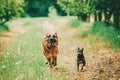 Brown German Shepherd And Miniature Pinscher Zwergpinscher Running On Grass Royalty Free Stock Photo