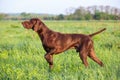 Brown German Shorthaired Pointer. A muscular hunting dog is standing in a point in the field among the green grass. A spring day.