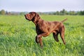 Brown German Shorthaired Pointer. A muscular hunting dog is standing in a point in the field among the green grass. A spring day.