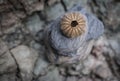 Brown gholden sea urchin stacked on rocks Royalty Free Stock Photo