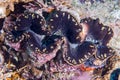 Brown giant close up portrait underwater