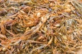 Brown Giant kelp, tangle of pneumatocysts, stipe and blades on s Royalty Free Stock Photo