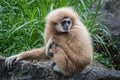 Brown Gibbon sitting on rock and looking for something