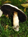 Brown gills of white mushroom found in FingerLakes of NYS Royalty Free Stock Photo