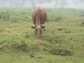 Brown ginger cow in Fanal laurel forest in rain and dense fog with and bizarre shape mossy trees, twisted branches, moss