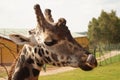 Brown giraffe in a zoo Royalty Free Stock Photo