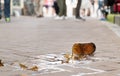 A brown glass bottle of beer broken on the floor of the sidewalk street