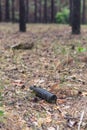 Brown glass bottle on the ground in a pine forest Royalty Free Stock Photo