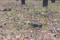 Brown glass bottle on the ground in a pine forest Royalty Free Stock Photo