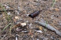 Brown glass bottle on the ground in a pine forest Royalty Free Stock Photo