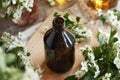 A brown glass bottle of herbal tincture with fresh hawthorn or Crataegus laevigata flowers in spring Royalty Free Stock Photo