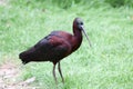 Brown Glossy Ibis (Plegadis falcinellus)