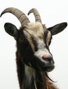 Brown Goat