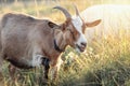 Portrait of Goat with big horns Royalty Free Stock Photo