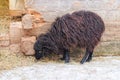 Brown goat with big horns is standing. Winter day in rustic village. Lamb and ewe farm. Royalty Free Stock Photo