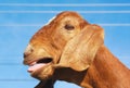 Brown goat bleating on blue sky Royalty Free Stock Photo