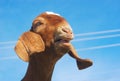 Brown goat bleating on blue sky Royalty Free Stock Photo