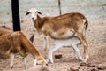 Brown goat is breastfeeding a k
