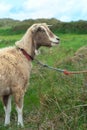 Brown goat at Dutch wadden island Terschelling