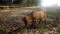 Brown goat eating grass in field