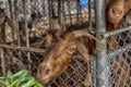 Brown goat eating greens through Royalty Free Stock Photo