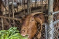 Brown goat eating greens through Royalty Free Stock Photo