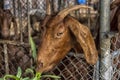 Brown goat eating greens through Royalty Free Stock Photo