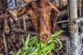 Brown goat eating greens through Royalty Free Stock Photo