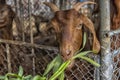 Brown goat eating greens through Royalty Free Stock Photo