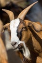 Brown goat in farm. agriculture concept