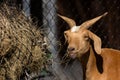 Brown goat in farm. agriculture concept