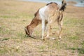 Brown goat in field, free. Steep goats.Goats eating grass,Goat on a pasture,Little goat portrai Royalty Free Stock Photo