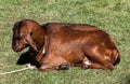 Brown Goat Gramado Brazil