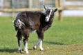 Brown goat on grass