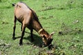 Brown goat graze in the meadow