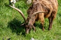 Brown goat grazing in a green grassy meadow Royalty Free Stock Photo